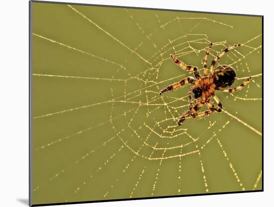 USA, Pennsylvania, Churchville Nature Center. Spider on Web-Jay O'brien-Mounted Photographic Print