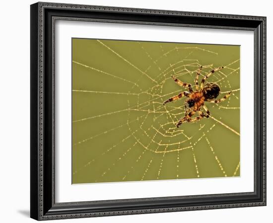 USA, Pennsylvania, Churchville Nature Center. Spider on Web-Jay O'brien-Framed Photographic Print