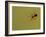 USA, Pennsylvania, Churchville Nature Center. Spider on Web-Jay O'brien-Framed Photographic Print