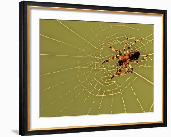 USA, Pennsylvania, Churchville Nature Center. Spider on Web-Jay O'brien-Framed Photographic Print