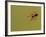 USA, Pennsylvania, Churchville Nature Center. Spider on Web-Jay O'brien-Framed Photographic Print