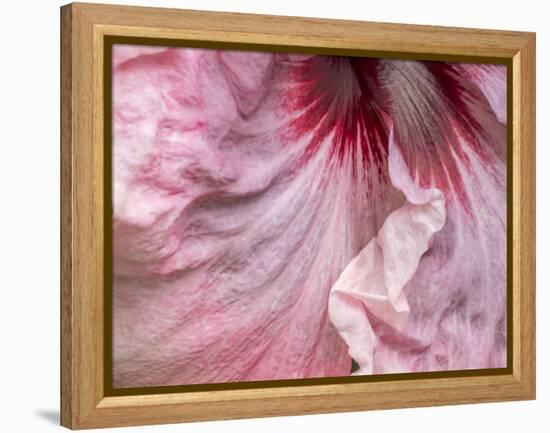 USA, Pennsylvania. Close-up of a hibiscus flower.-Julie Eggers-Framed Premier Image Canvas