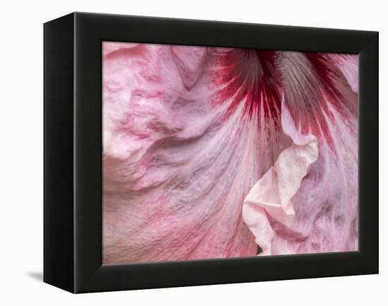 USA, Pennsylvania. Close-up of a hibiscus flower.-Julie Eggers-Framed Premier Image Canvas