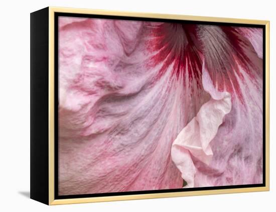 USA, Pennsylvania. Close-up of a hibiscus flower.-Julie Eggers-Framed Premier Image Canvas