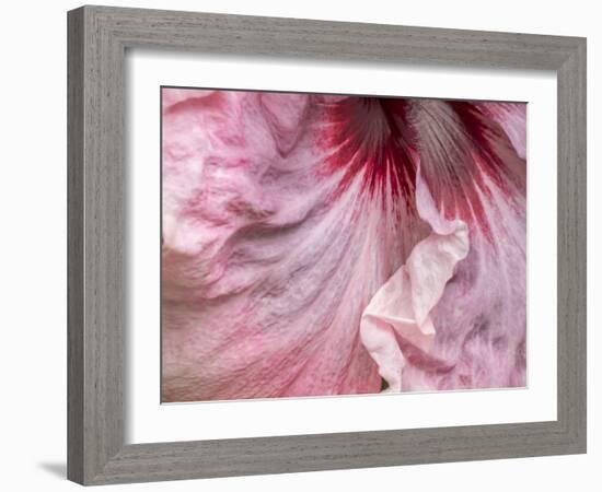 USA, Pennsylvania. Close-up of a hibiscus flower.-Julie Eggers-Framed Photographic Print