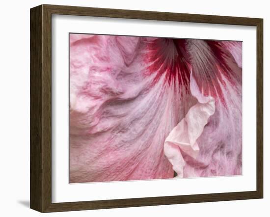 USA, Pennsylvania. Close-up of a hibiscus flower.-Julie Eggers-Framed Photographic Print