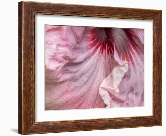 USA, Pennsylvania. Close-up of a hibiscus flower.-Julie Eggers-Framed Photographic Print