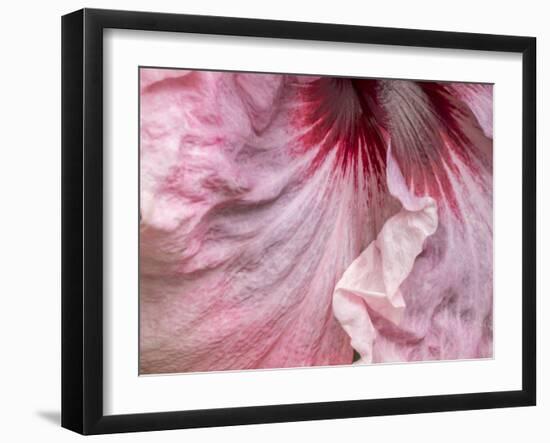 USA, Pennsylvania. Close-up of a hibiscus flower.-Julie Eggers-Framed Photographic Print