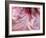 USA, Pennsylvania. Close-up of a hibiscus flower.-Julie Eggers-Framed Photographic Print