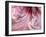 USA, Pennsylvania. Close-up of a hibiscus flower.-Julie Eggers-Framed Photographic Print