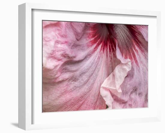 USA, Pennsylvania. Close-up of a hibiscus flower.-Julie Eggers-Framed Photographic Print