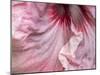 USA, Pennsylvania. Close-up of a hibiscus flower.-Julie Eggers-Mounted Photographic Print