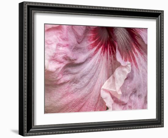 USA, Pennsylvania. Close-up of a hibiscus flower.-Julie Eggers-Framed Photographic Print