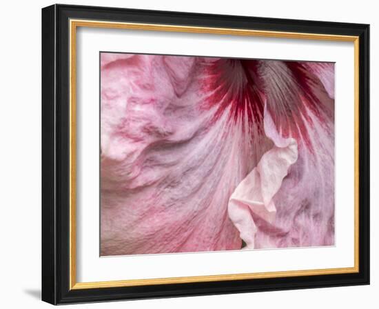 USA, Pennsylvania. Close-up of a hibiscus flower.-Julie Eggers-Framed Photographic Print