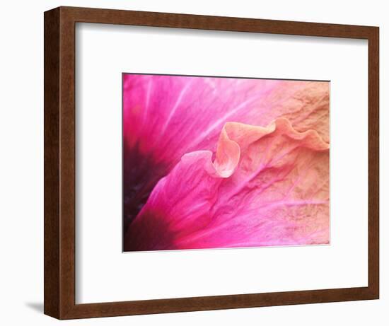 USA, Pennsylvania. Close-up of a hibiscus flower.-Julie Eggers-Framed Photographic Print