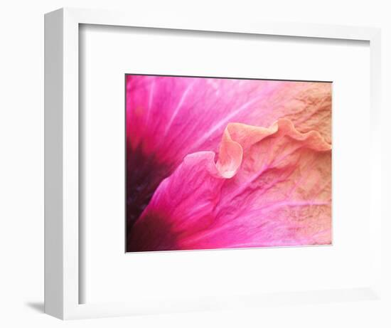 USA, Pennsylvania. Close-up of a hibiscus flower.-Julie Eggers-Framed Photographic Print