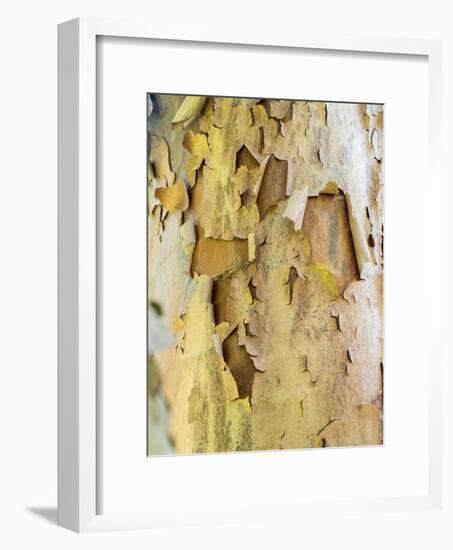 USA, Pennsylvania. Colorful bark on a tree in a garden.-Julie Eggers-Framed Photographic Print