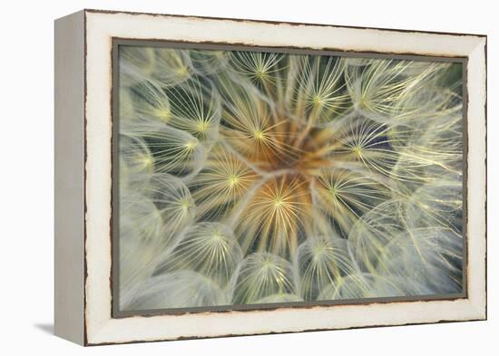 USA, Pennsylvania. Dandelion Seedhead Close Up-Jaynes Gallery-Framed Premier Image Canvas