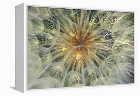 USA, Pennsylvania. Dandelion Seedhead Close Up-Jaynes Gallery-Framed Premier Image Canvas