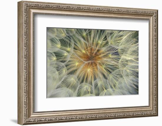 USA, Pennsylvania. Dandelion Seedhead Close Up-Jaynes Gallery-Framed Photographic Print