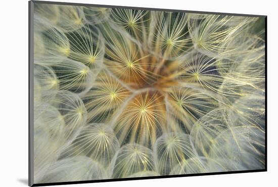 USA, Pennsylvania. Dandelion Seedhead Close Up-Jaynes Gallery-Mounted Photographic Print