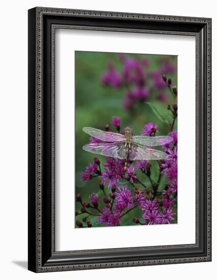 USA, Pennsylvania. Dragonfly on Joe Pye Weed-Jaynes Gallery-Framed Photographic Print