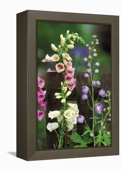 USA, Pennsylvania. Foxglove and Delphinium on Fence-Jaynes Gallery-Framed Premier Image Canvas