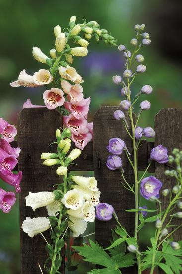 USA, Pennsylvania. Foxglove and Delphinium on Fence-Jaynes Gallery-Framed Photographic Print