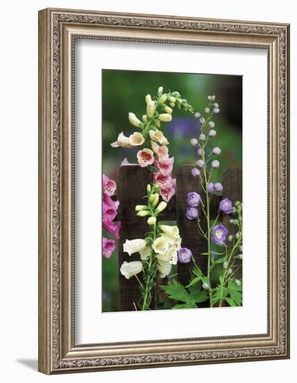 USA, Pennsylvania. Foxglove and Delphinium on Fence-Jaynes Gallery-Framed Photographic Print