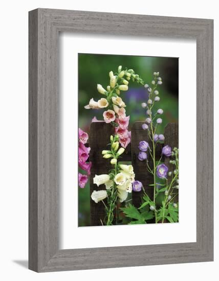 USA, Pennsylvania. Foxglove and Delphinium on Fence-Jaynes Gallery-Framed Photographic Print