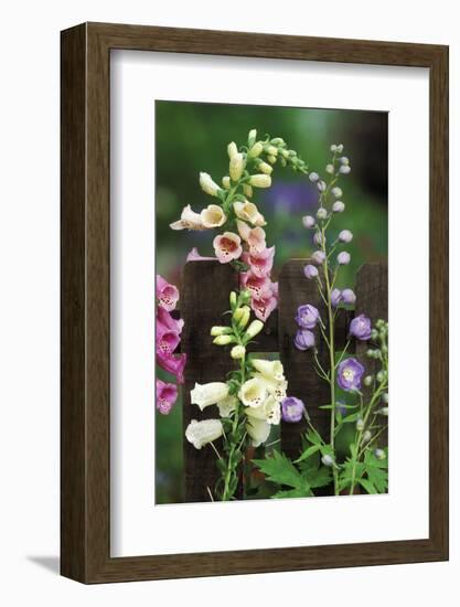 USA, Pennsylvania. Foxglove and Delphinium on Fence-Jaynes Gallery-Framed Photographic Print