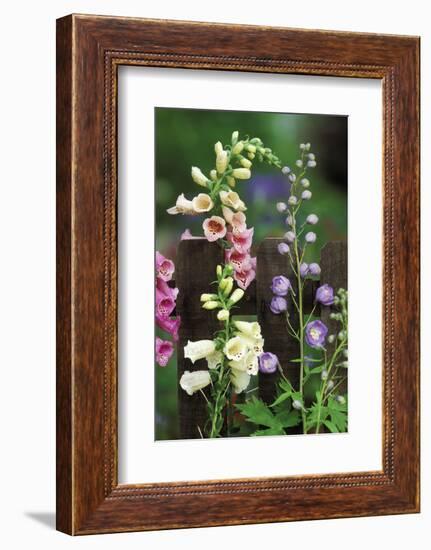 USA, Pennsylvania. Foxglove and Delphinium on Fence-Jaynes Gallery-Framed Photographic Print