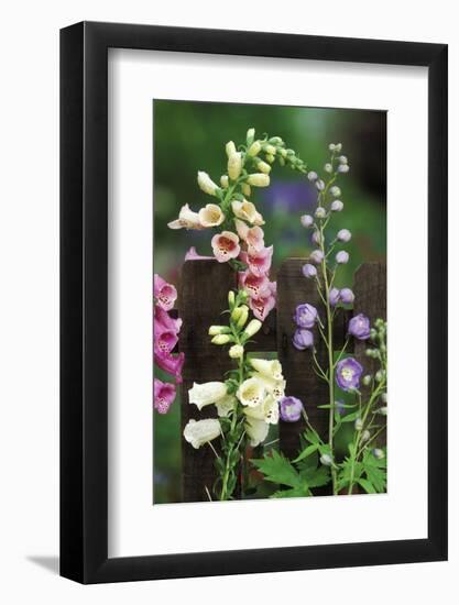 USA, Pennsylvania. Foxglove and Delphinium on Fence-Jaynes Gallery-Framed Photographic Print