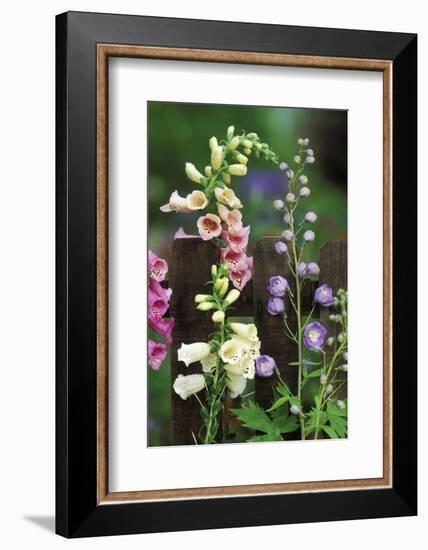 USA, Pennsylvania. Foxglove and Delphinium on Fence-Jaynes Gallery-Framed Photographic Print