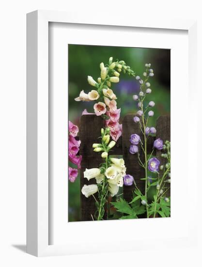 USA, Pennsylvania. Foxglove and Delphinium on Fence-Jaynes Gallery-Framed Photographic Print