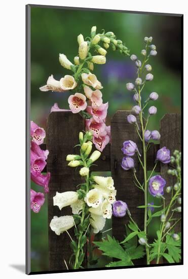 USA, Pennsylvania. Foxglove and Delphinium on Fence-Jaynes Gallery-Mounted Photographic Print