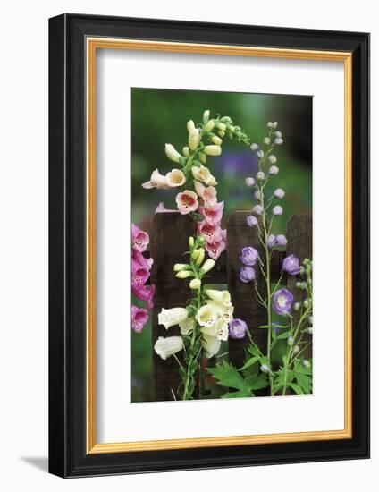 USA, Pennsylvania. Foxglove and Delphinium on Fence-Jaynes Gallery-Framed Photographic Print