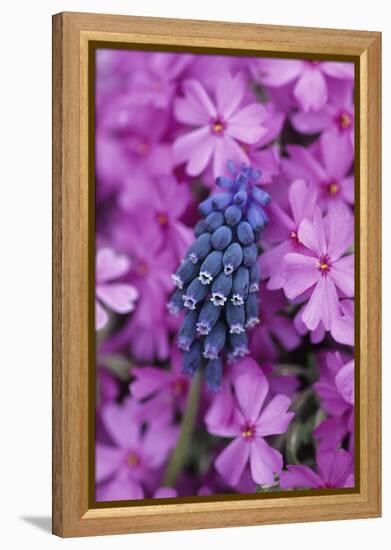 USA, Pennsylvania. Grape Hyacinth and Phlox Flowers in Garden-Jaynes Gallery-Framed Premier Image Canvas