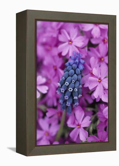 USA, Pennsylvania. Grape Hyacinth and Phlox Flowers in Garden-Jaynes Gallery-Framed Premier Image Canvas