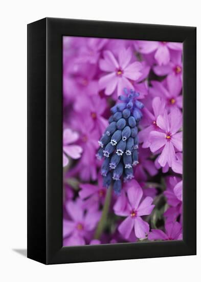 USA, Pennsylvania. Grape Hyacinth and Phlox Flowers in Garden-Jaynes Gallery-Framed Premier Image Canvas