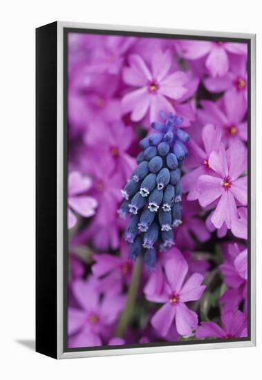 USA, Pennsylvania. Grape Hyacinth and Phlox Flowers in Garden-Jaynes Gallery-Framed Premier Image Canvas