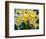 USA, Pennsylvania, Kennett Square. Clivia-Hollice Looney-Framed Photographic Print