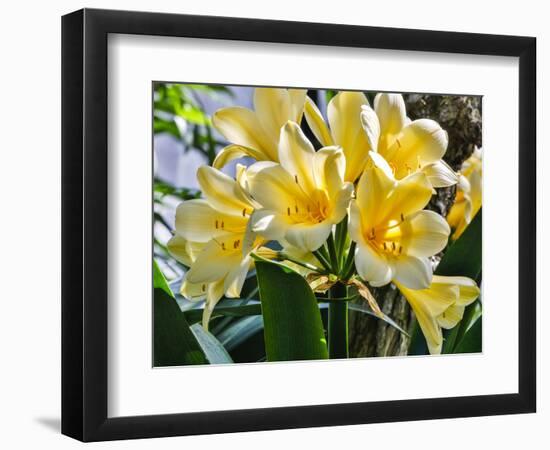 USA, Pennsylvania, Kennett Square. Clivia-Hollice Looney-Framed Photographic Print