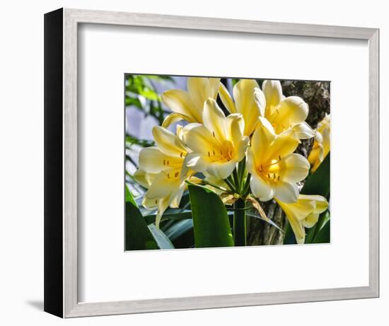 USA, Pennsylvania, Kennett Square. Clivia-Hollice Looney-Framed Photographic Print