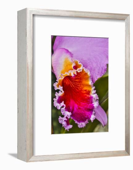 USA, Pennsylvania, Kennett Square. Orchid-Hollice Looney-Framed Photographic Print