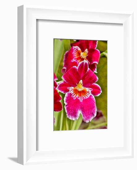 USA, Pennsylvania, Kennett Square. Orchid-Hollice Looney-Framed Photographic Print