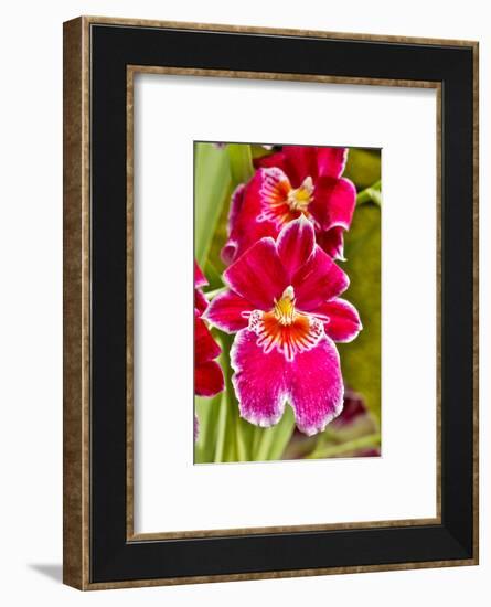 USA, Pennsylvania, Kennett Square. Orchid-Hollice Looney-Framed Photographic Print