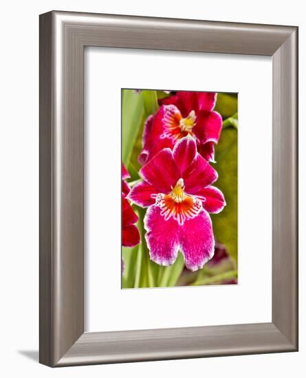 USA, Pennsylvania, Kennett Square. Orchid-Hollice Looney-Framed Photographic Print