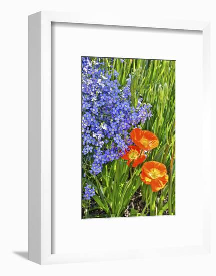 USA, Pennsylvania, Kennett Square. Quamash and tulips-Hollice Looney-Framed Photographic Print