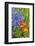 USA, Pennsylvania, Kennett Square. Quamash and tulips-Hollice Looney-Framed Photographic Print